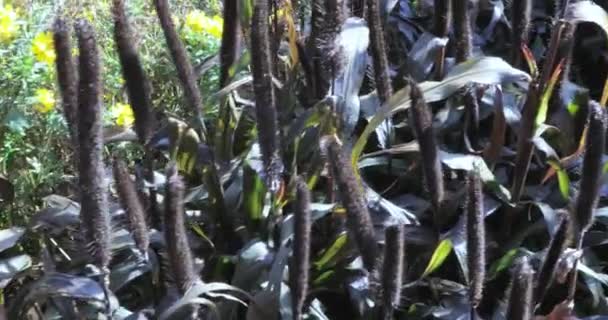 Struiken Pennisetum glaucum Purple Majesty — Stockvideo