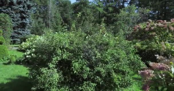 灌木丛的数字 — 图库视频影像