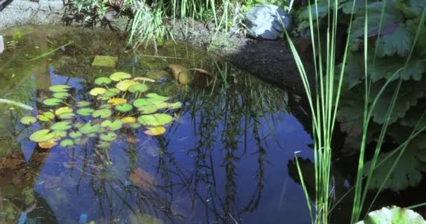 Водные лилии в городском пруду — стоковое видео