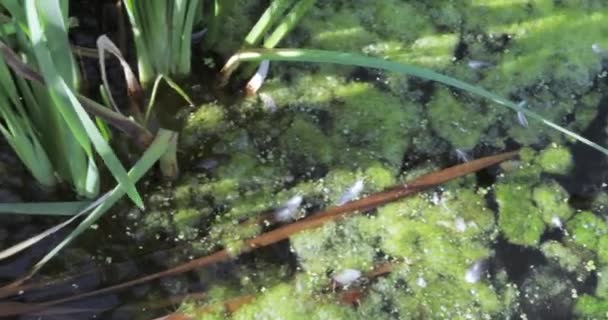 Grünalgen im Teich — Stockvideo