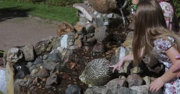 Girl child stroking a toy hedgehog — Stock Video