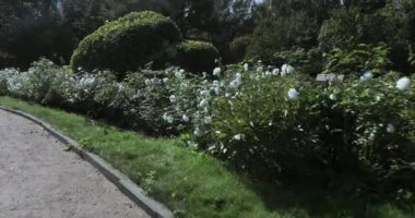 çalılar rakamları
