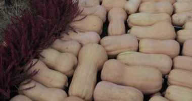 Sokak sonbahar Gastronomi Festivali 