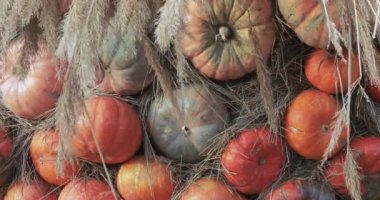 Dekoratif sokak sonbahar Gastronomi Festivali 