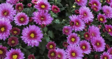 Lila kasımpatı çiçekleri