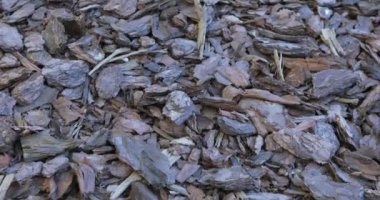 Çam kabuğu doğada serbest