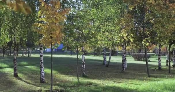 Parque de otoño al amanecer — Vídeos de Stock