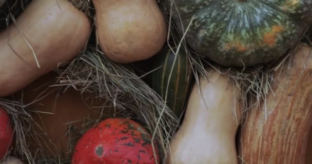 Ozdobny projekt ulicy jesienny Festiwal gastronomiczny "Złota Jesień" — Wideo stockowe
