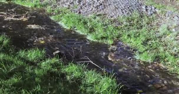 Stream in the city park — Stock Video