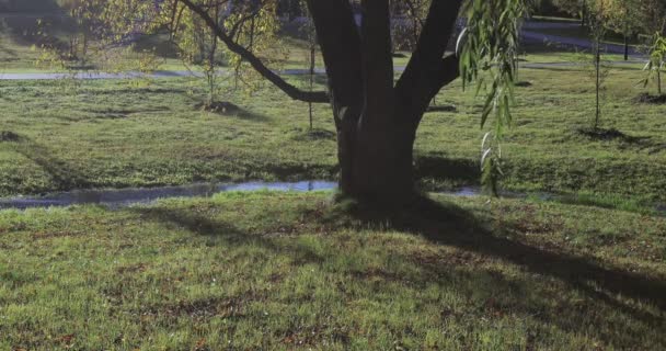 Corriente en el parque de la ciudad — Vídeos de Stock