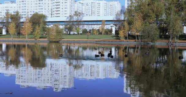 公園内の池にアヒル — ストック動画