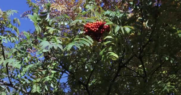 Serbal con frutas maduras — Vídeos de Stock