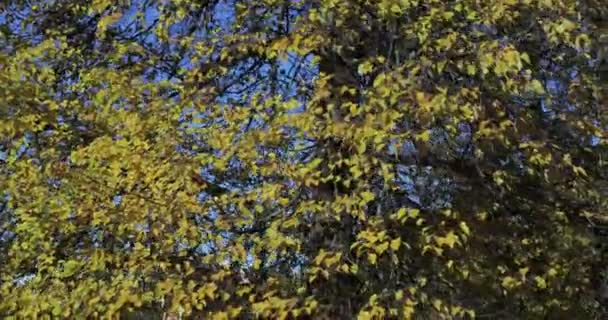 Hojas amarillas en un árbol — Vídeos de Stock