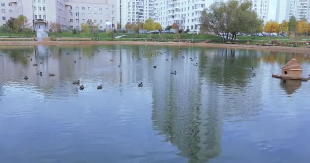 Утки в пруду в парке — стоковое видео