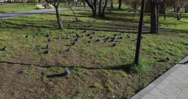 Porumbel pe iarbă — Videoclip de stoc