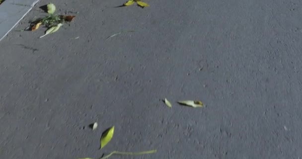 Πεσμένα φύλλα στα πλακόστρωτα σοκάκια — Αρχείο Βίντεο