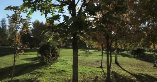 Parque de otoño al amanecer — Vídeos de Stock