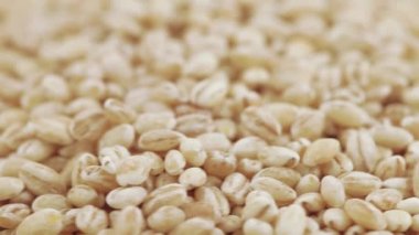 Pearl arpa zararlıları ile