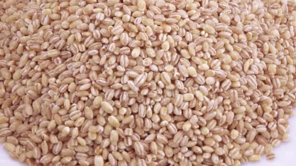 Pearl barley with pests — Stock Video