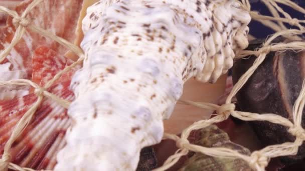Conjunto de conchas marinas a granel — Vídeo de stock