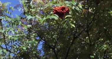 Olgun meyveli rowan.