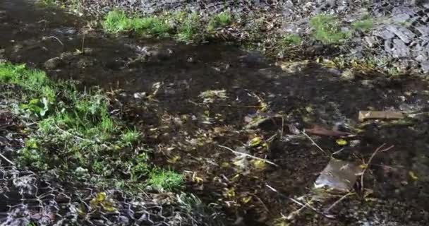 Stream dans le parc de la ville — Video