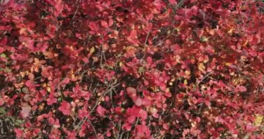 Siyah Chokeberry olgunlaşmış meyve ile