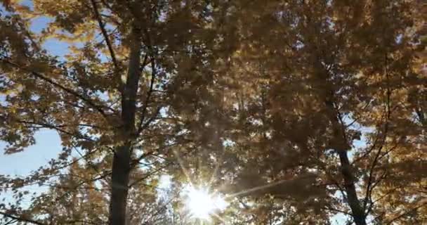 Berkenbomen in de herfst — Stockvideo