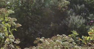 Çiçek ve şehir parkı çalıların ağaçlarıyla