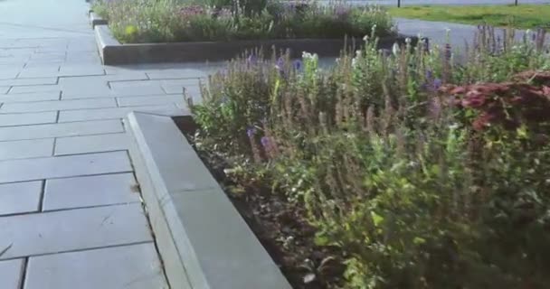 Camas de flores e árvores com arbustos no parque da cidade — Vídeo de Stock