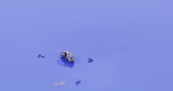 Dead fly with chitin parts — Stock Video