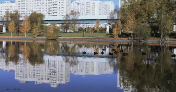 公園内の池にアヒル — ストック動画