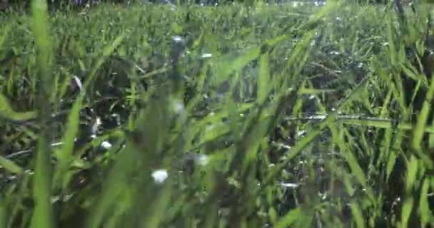 Lawn grass with dew — Stock Video