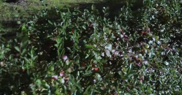 Cotoneaster arbusto pressionado — Vídeo de Stock