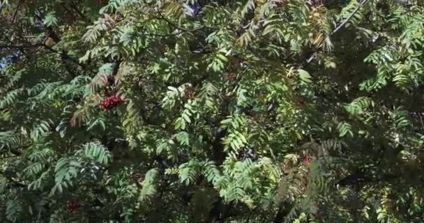 rowan aux fruits mûrs