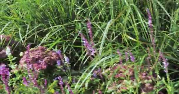 Macizos de flores y árboles con arbustos en el parque de la ciudad — Vídeo de stock