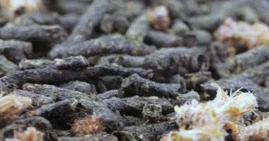 Ivan-çay Çam tomurcukları ile