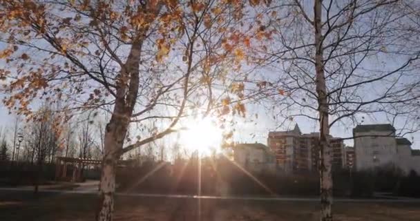 背光下的桦树 — 图库视频影像