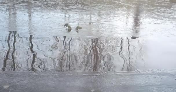 Каскадный пруд в парке — стоковое видео