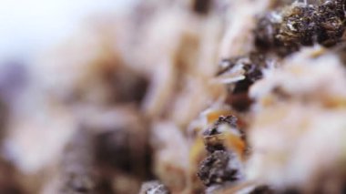 Çam kozalaklı Ivan çayı