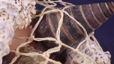 Deniz kabuklarını toplu kümesi