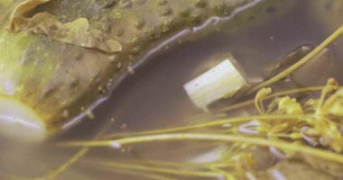 Dereotu ile salatalık turşu