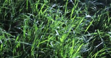 Çim çimen çiy ile