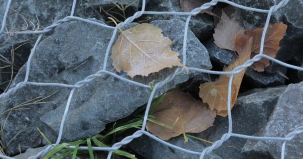 Foglia coperta di brina e stagno — Video Stock