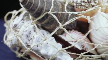 Deniz kabuklarını toplu kümesi