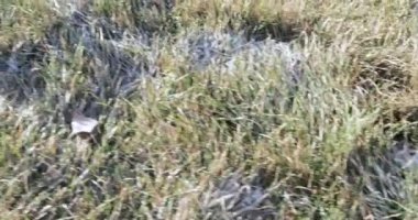 Çimlerin üzerinde don