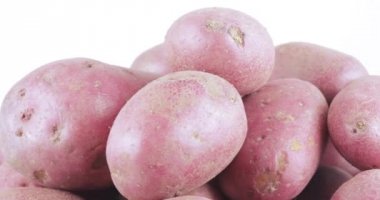 Patates kırmızı toplu tablo