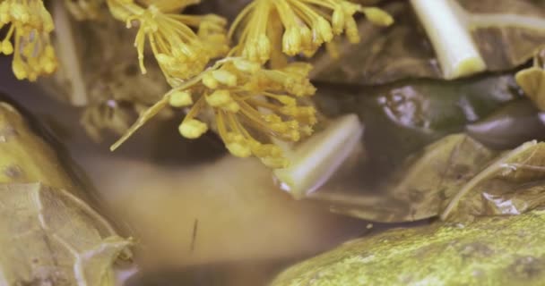 Pepinos en vinagre con eneldo — Vídeos de Stock