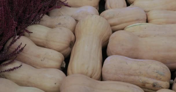 Festival gastronômico de outono de rua "Outono dourado " — Vídeo de Stock