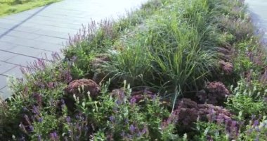 Çiçek ve şehir parkı çalıların ağaçlarıyla